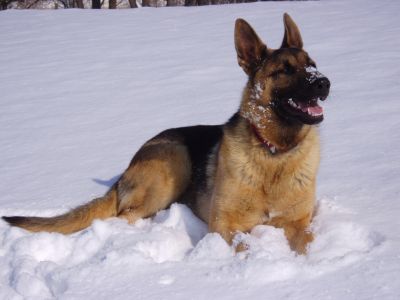 Winter_Cold_Snap_and_Storm_2007_046.jpg